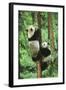 Giant Panda-null-Framed Photographic Print