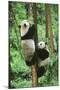 Giant Panda-null-Mounted Photographic Print