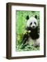 Giant Panda-null-Framed Photographic Print