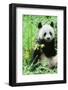 Giant Panda-null-Framed Photographic Print