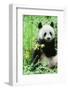 Giant Panda-null-Framed Photographic Print