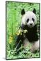 Giant Panda-null-Mounted Photographic Print