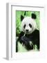 Giant Panda-null-Framed Photographic Print