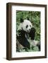 Giant Panda-null-Framed Photographic Print