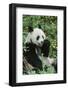 Giant Panda-null-Framed Photographic Print