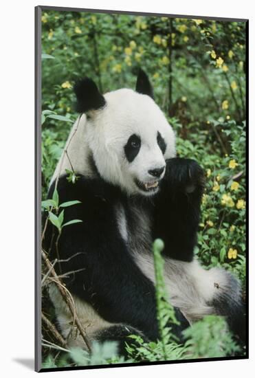 Giant Panda-null-Mounted Photographic Print