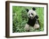 Giant Panda-null-Framed Photographic Print