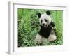 Giant Panda-null-Framed Photographic Print