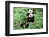 Giant Panda-null-Framed Photographic Print