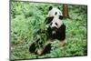 Giant Panda-null-Mounted Photographic Print