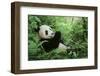 Giant Panda-null-Framed Photographic Print