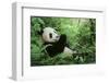 Giant Panda-null-Framed Photographic Print