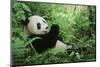 Giant Panda-null-Mounted Photographic Print