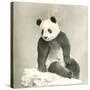 Giant Panda-null-Stretched Canvas