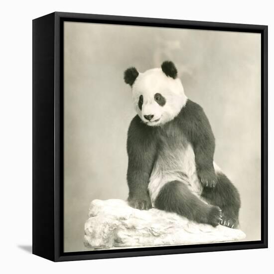 Giant Panda-null-Framed Stretched Canvas