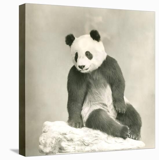 Giant Panda-null-Stretched Canvas