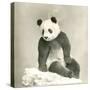 Giant Panda-null-Stretched Canvas