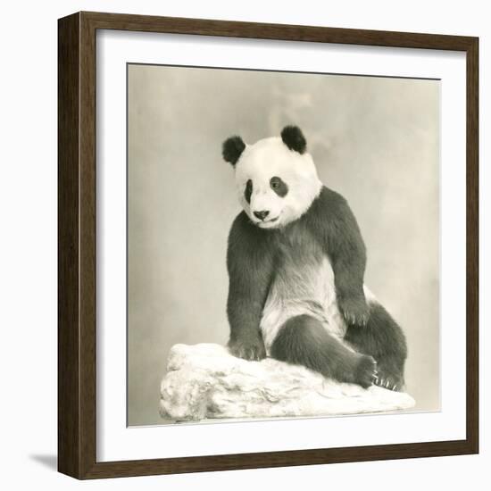 Giant Panda-null-Framed Photo