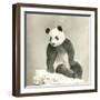 Giant Panda-null-Framed Photo