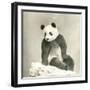 Giant Panda-null-Framed Photo