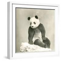 Giant Panda-null-Framed Photo