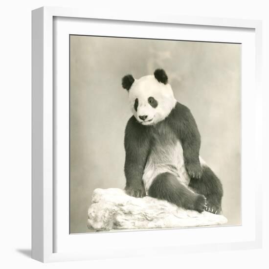 Giant Panda-null-Framed Photo