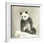 Giant Panda-null-Framed Photo