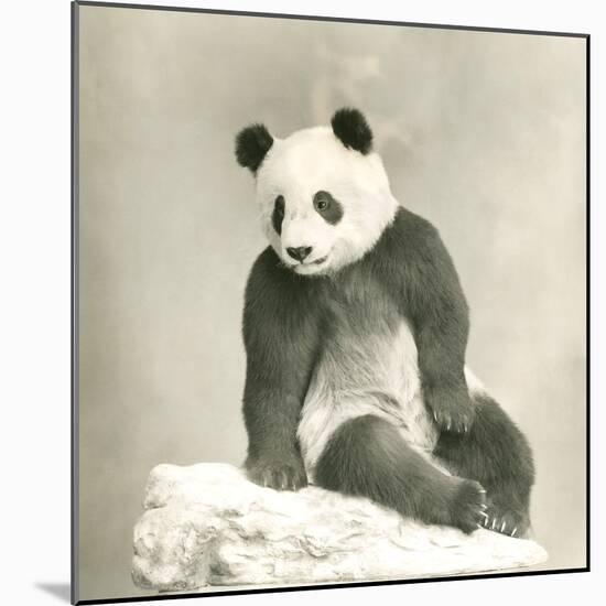 Giant Panda-null-Mounted Photo