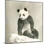 Giant Panda-null-Mounted Photo