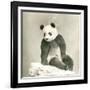 Giant Panda-null-Framed Photo