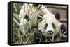 Giant Pandas, Chengdu, China-Paul Souders-Framed Stretched Canvas