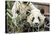 Giant Pandas, Chengdu, China-Paul Souders-Stretched Canvas