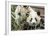 Giant Pandas, Chengdu, China-Paul Souders-Framed Photographic Print