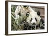 Giant Pandas, Chengdu, China-Paul Souders-Framed Photographic Print