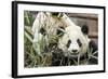 Giant Pandas, Chengdu, China-Paul Souders-Framed Photographic Print