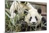 Giant Pandas, Chengdu, China-Paul Souders-Mounted Photographic Print