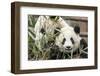 Giant Pandas, Chengdu, China-Paul Souders-Framed Photographic Print