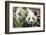 Giant Pandas, Chengdu, China-Paul Souders-Framed Photographic Print