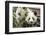 Giant Pandas, Chengdu, China-Paul Souders-Framed Photographic Print