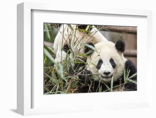 Giant Pandas, Chengdu, China-Paul Souders-Framed Photographic Print