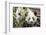 Giant Pandas, Chengdu, China-Paul Souders-Framed Photographic Print