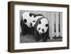 Giant Pandas Hsing-Hsing and Ling-Ling-null-Framed Photographic Print