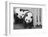 Giant Pandas Hsing-Hsing and Ling-Ling-null-Framed Photographic Print