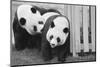 Giant Pandas Hsing-Hsing and Ling-Ling-null-Mounted Photographic Print