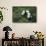 Giant Pandas Walking in Forest-DLILLC-Framed Stretched Canvas displayed on a wall