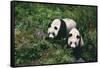 Giant Pandas Walking in Forest-DLILLC-Framed Stretched Canvas