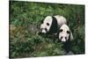 Giant Pandas Walking in Forest-DLILLC-Stretched Canvas