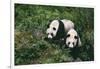 Giant Pandas Walking in Forest-DLILLC-Framed Photographic Print