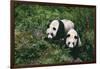 Giant Pandas Walking in Forest-DLILLC-Framed Photographic Print