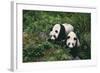 Giant Pandas Walking in Forest-DLILLC-Framed Photographic Print